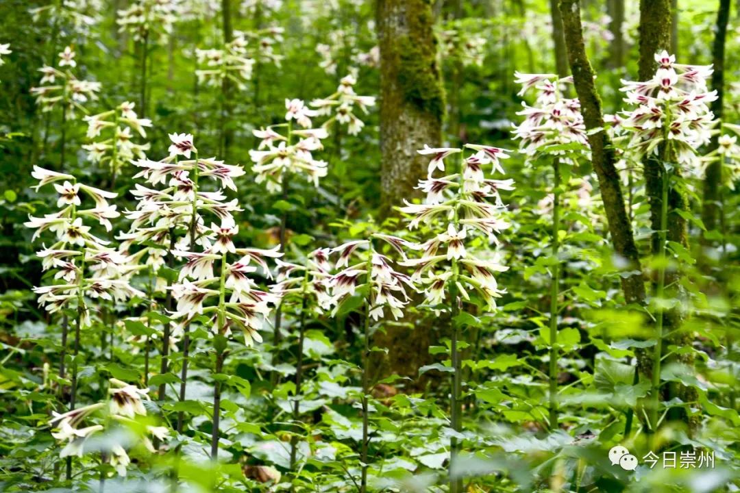 崇州山里的野百合图片,成都大邑野百合花海美景图
