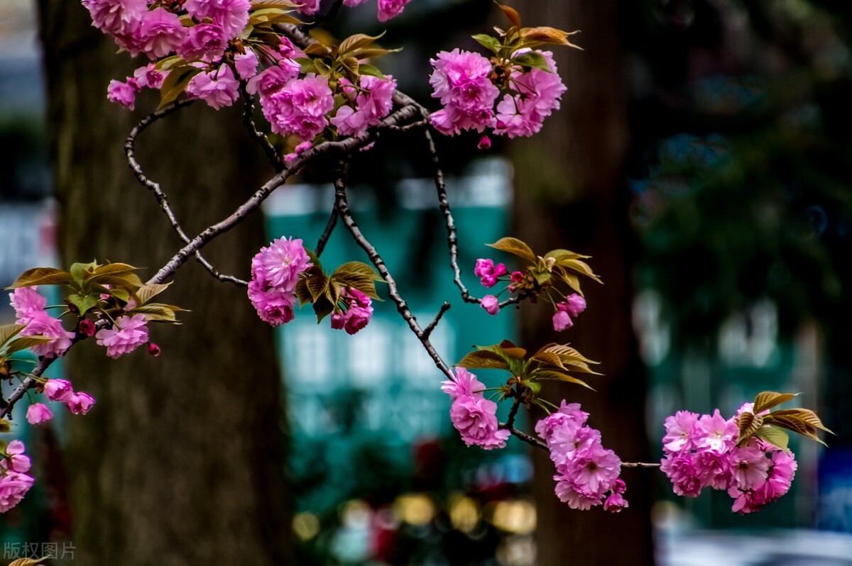 枝头烂漫，堆云叠雪，万顷开无际——樱花，岁岁花开树树春
