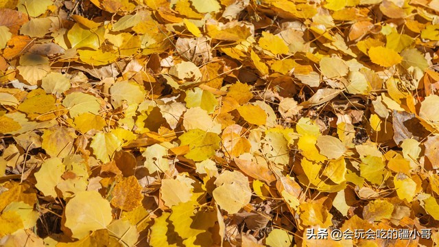 2023国内最适合秋游的地方！退休必看、人少实惠！去了就不想回家