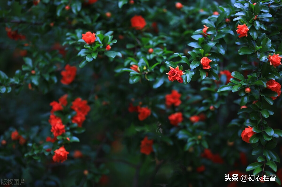 关于石榴的诗词苏轼,咏石榴诗苏轼