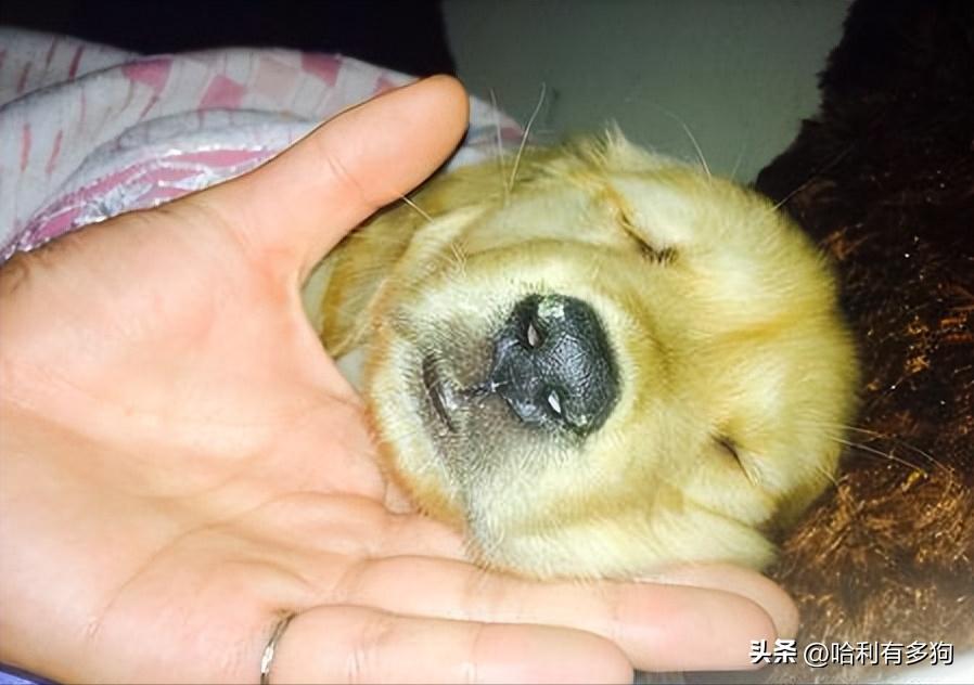 狗狗得犬瘟吃草是自救吗,狗狗犬瘟可以吃稀饭吗