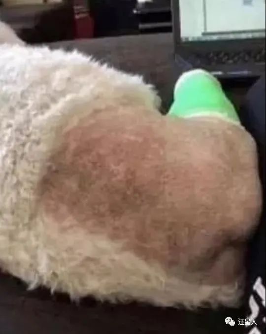 狗狗骨折了我们应该怎么办,狗狗骨折了只能带它去医院