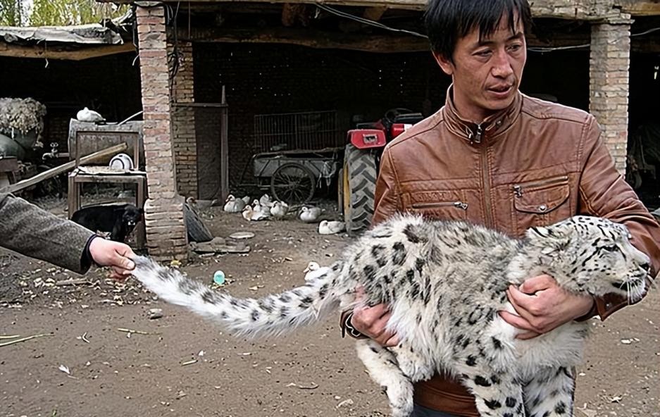 08年新疆牧民捡两只猫崽,新疆牧民捡猫发现是雪豹