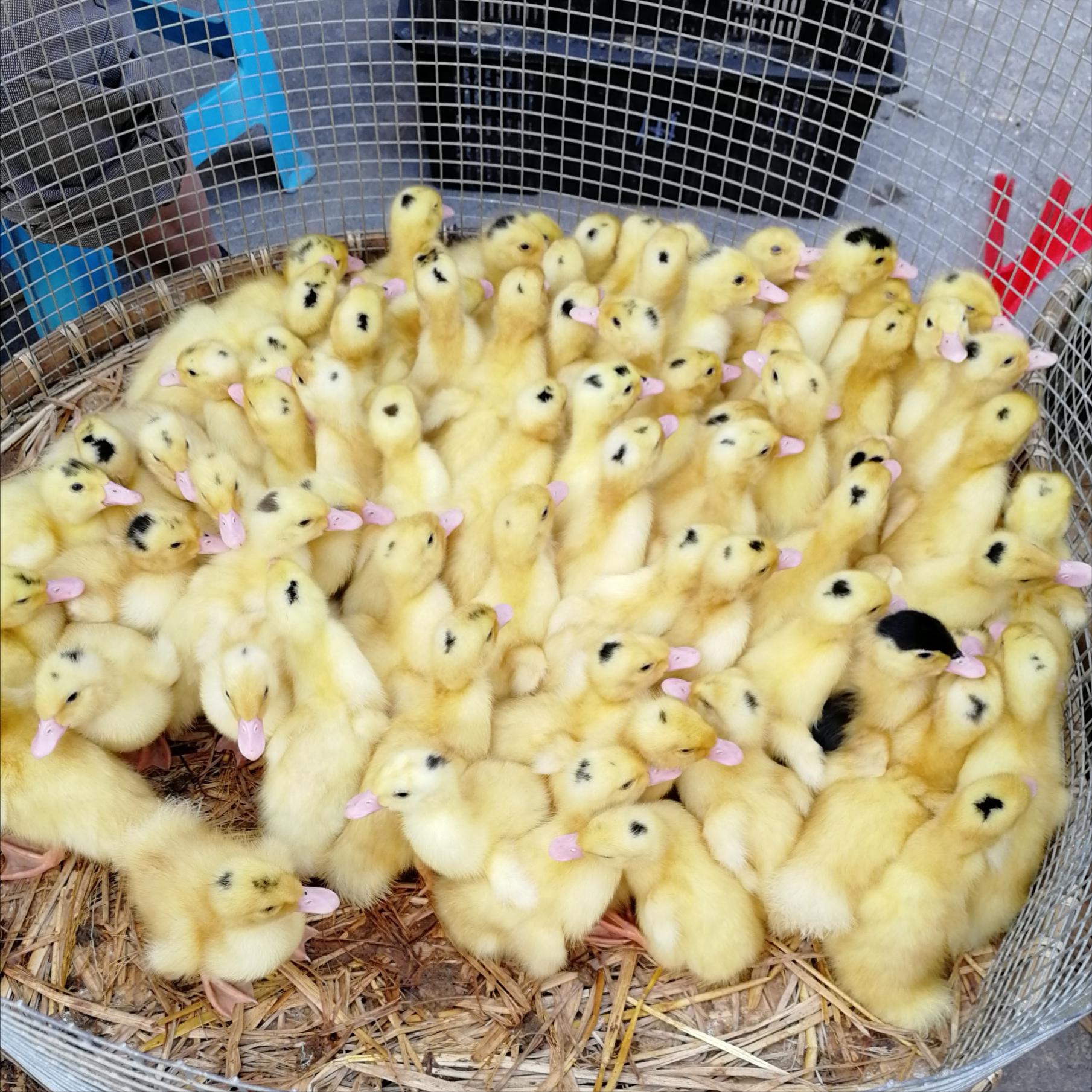 小鸭子的养殖方法和注意事项,刚买的小鸭子怎么养殖呢