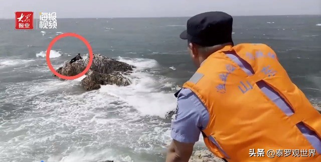 烟台赶海人一晚捞千余斤海肠吃,男子通宵赶海捡80斤海肠