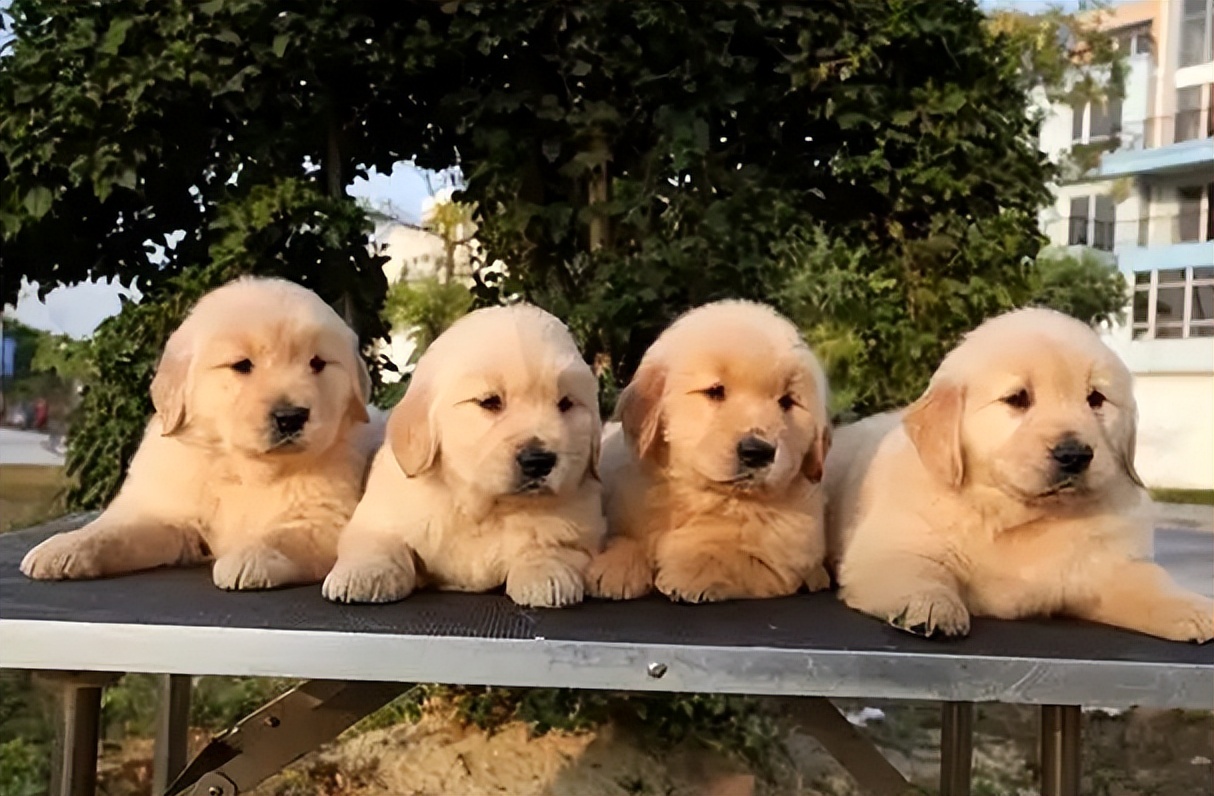 买金毛犬，要牢记这5点，轻松辨别“假金毛”，以后别买错