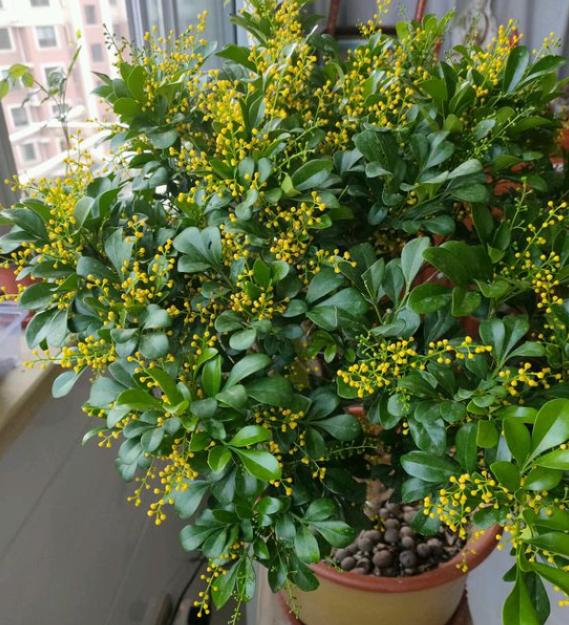 米兰花有香和不香的吗,米兰花好养吗