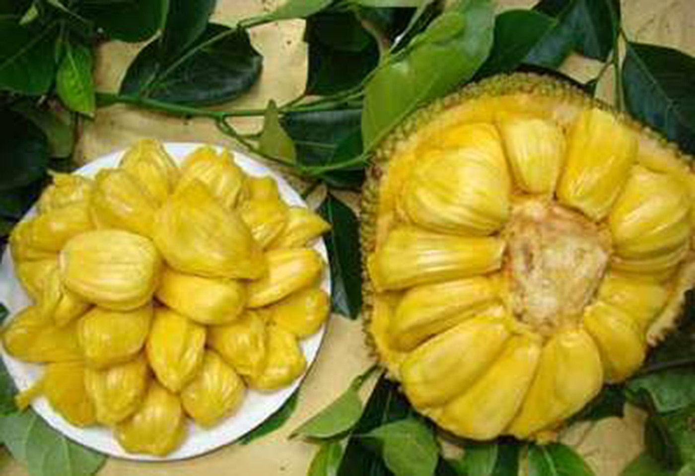 南粤大红菠萝,香甜爽口的金黄飘香菠萝