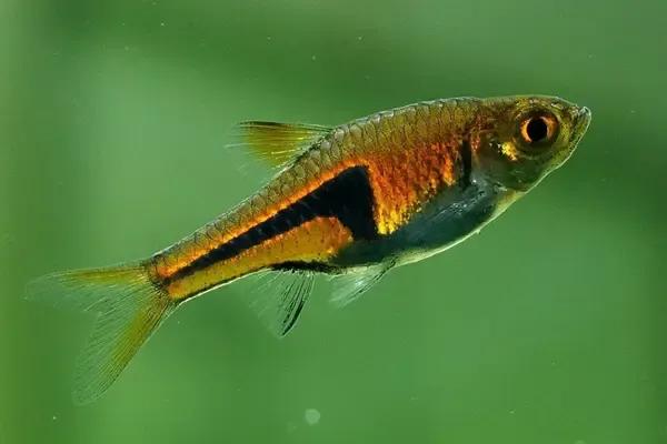 魔鬼刀鱼适合新手养吗,特别适合新手养的鱼