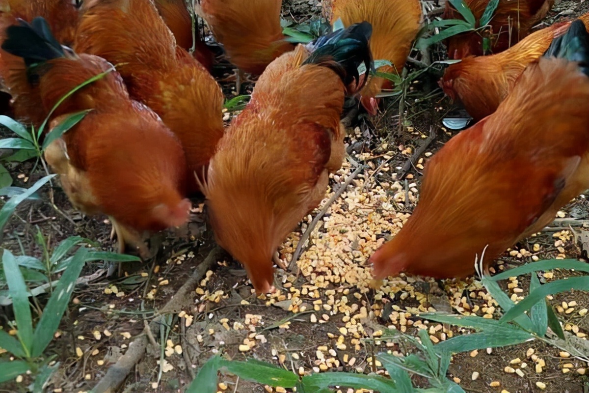 养殖鸡如何看公母,养了半年的鸡怎么分公母