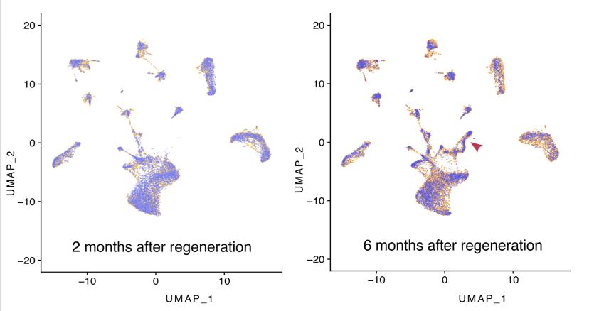 甲壳类动物断肢能再生吗,甲壳类动物肢体再生