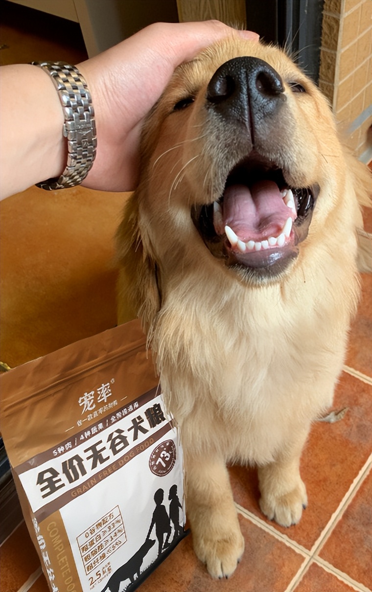 这几种狗性格温顺很适合家养,公认最温顺的七种狗你家上榜了吗