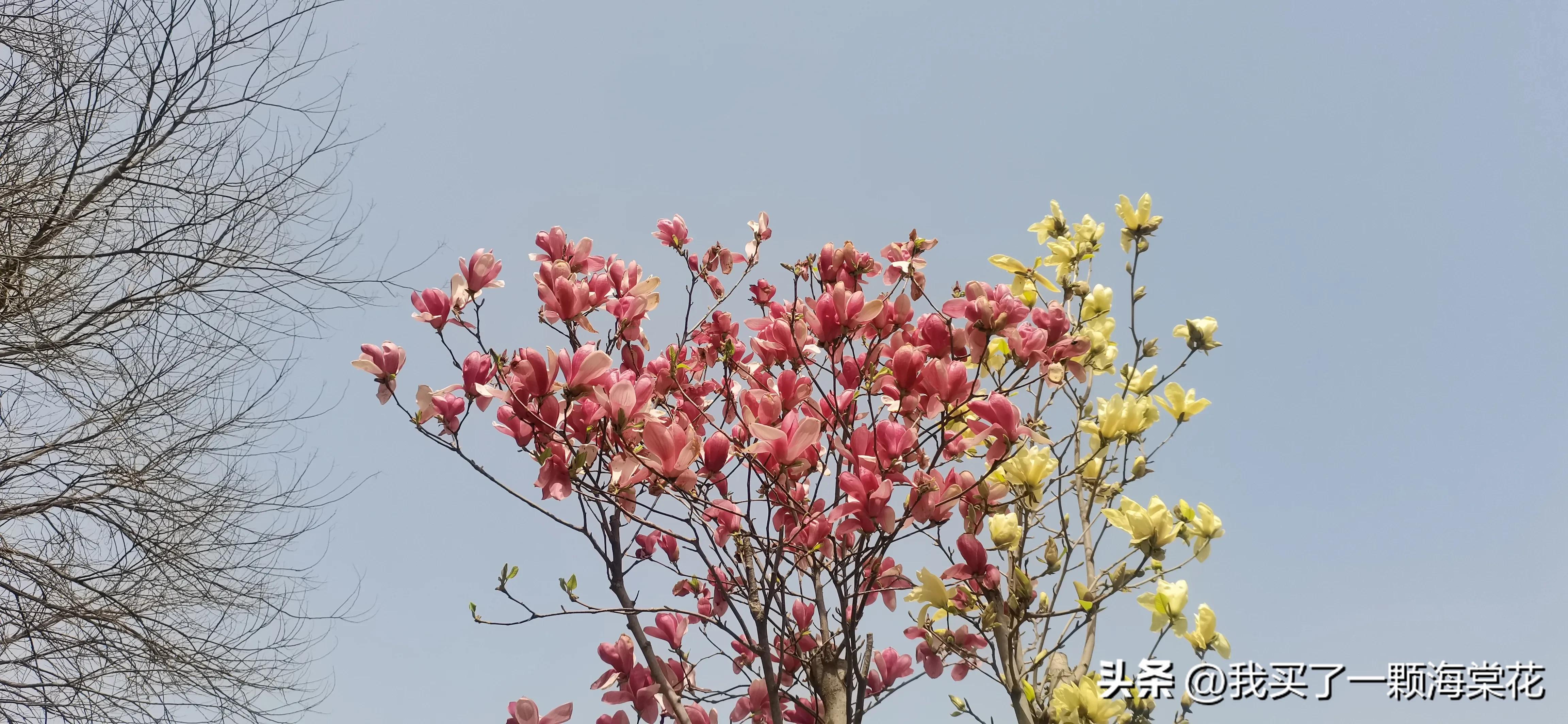 春寒料峭玉兰花开,春意渐浓玉兰花图片