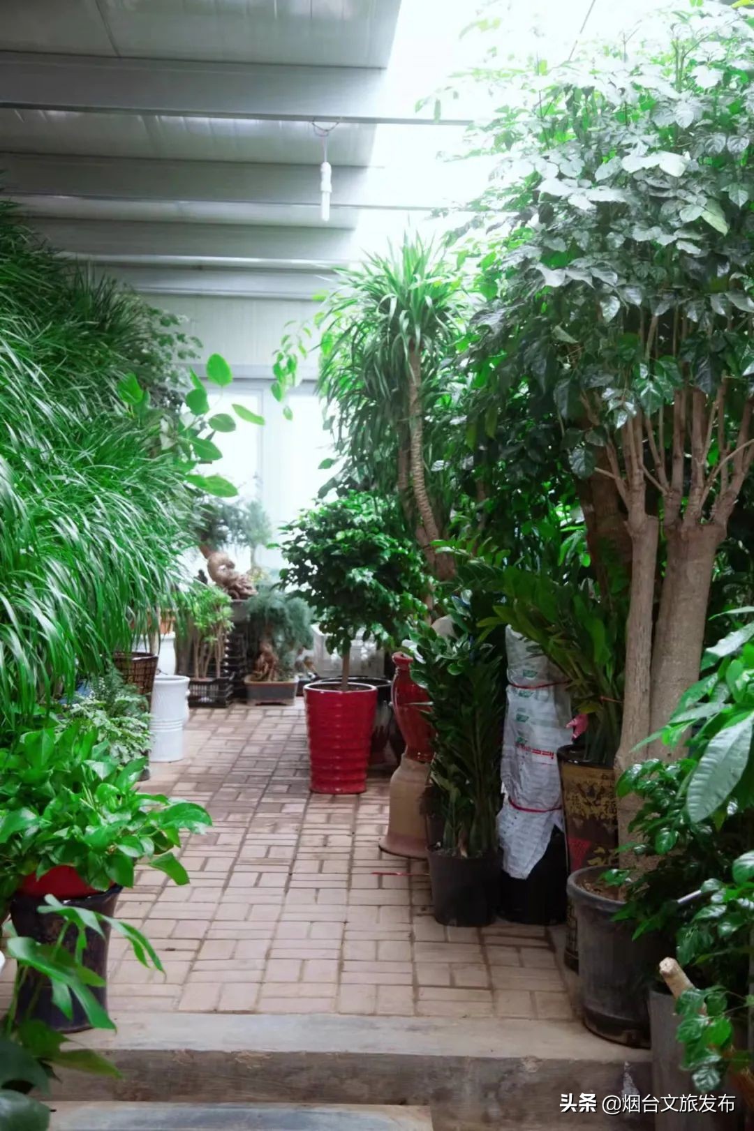 烟台祥和花鸟市场,烟台花鸟市场