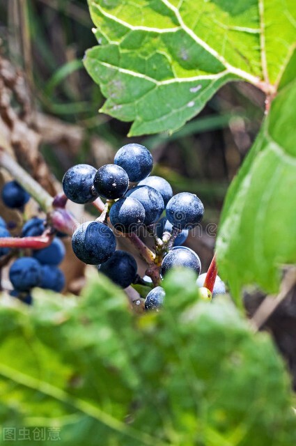 东北十大特产山货有哪些,秋冬季有啥山货