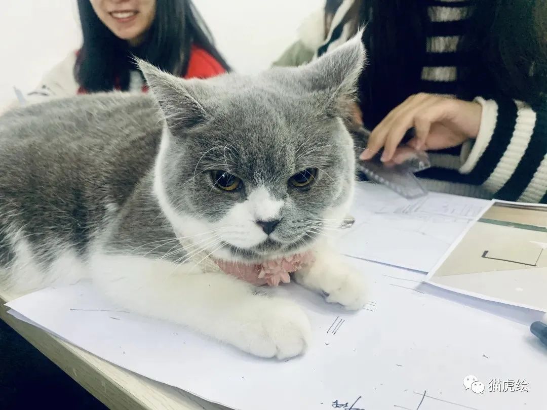 2022猫虎绘暑假手绘班招生简章「线上+线下」