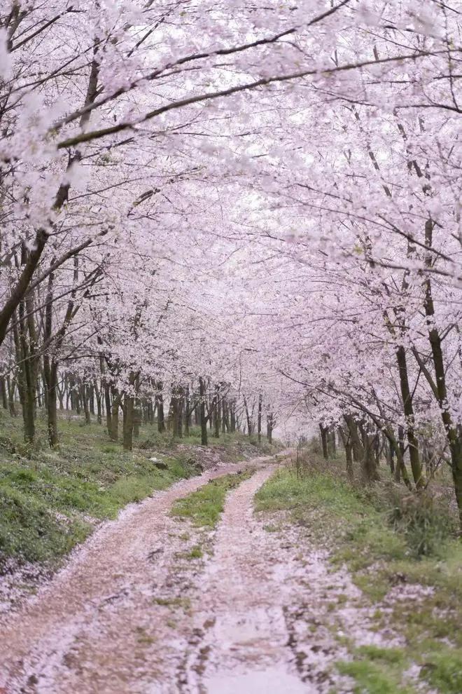 在温暖的春风里与樱花来场约会,赶在春天的末尾赴一场樱花之约
