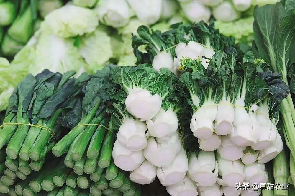 持续下跌，市场交易冷清，菜价多走下坡路