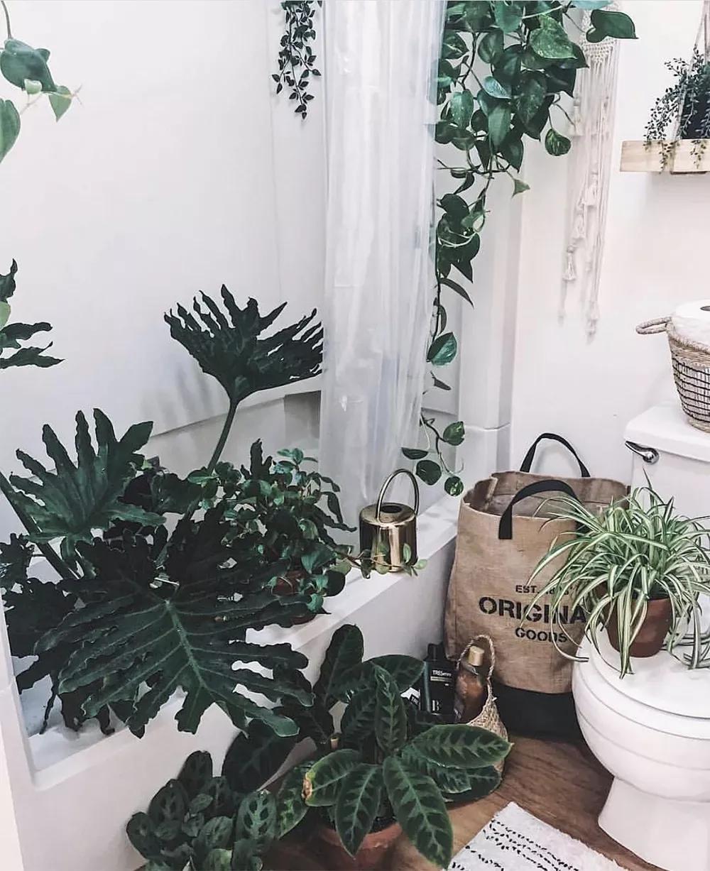 客厅实用盆栽植物有哪些,客厅一般放什么植物盆栽比较好