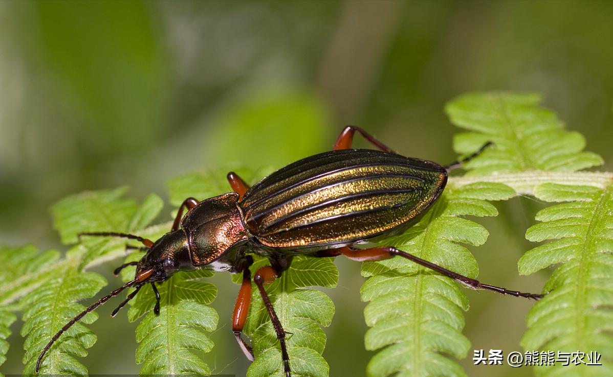 山楂常见病害及防治,山楂出现药害用什么药解