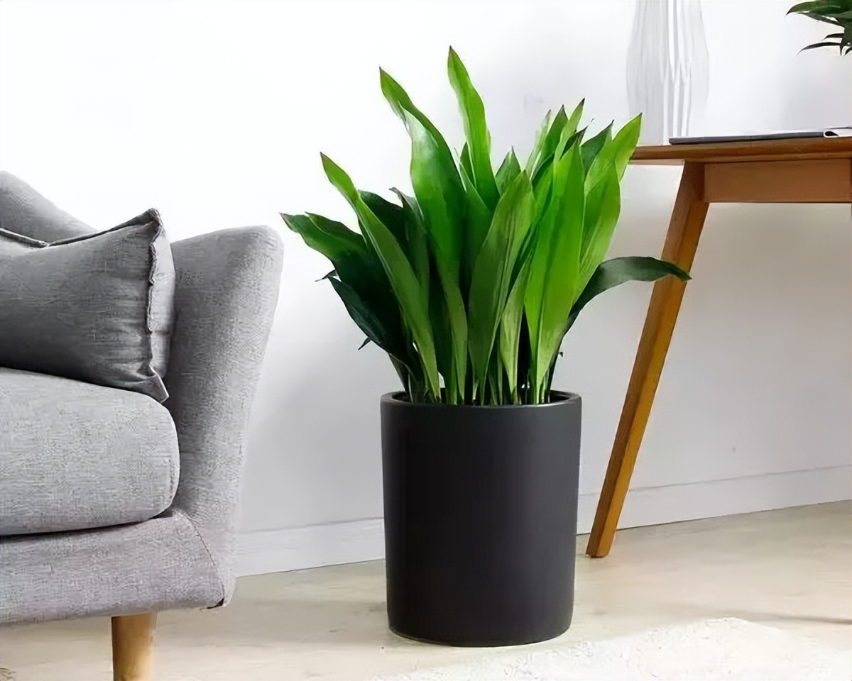 吸甲醛超强的十五种植物,新房如何种植去甲醛植物