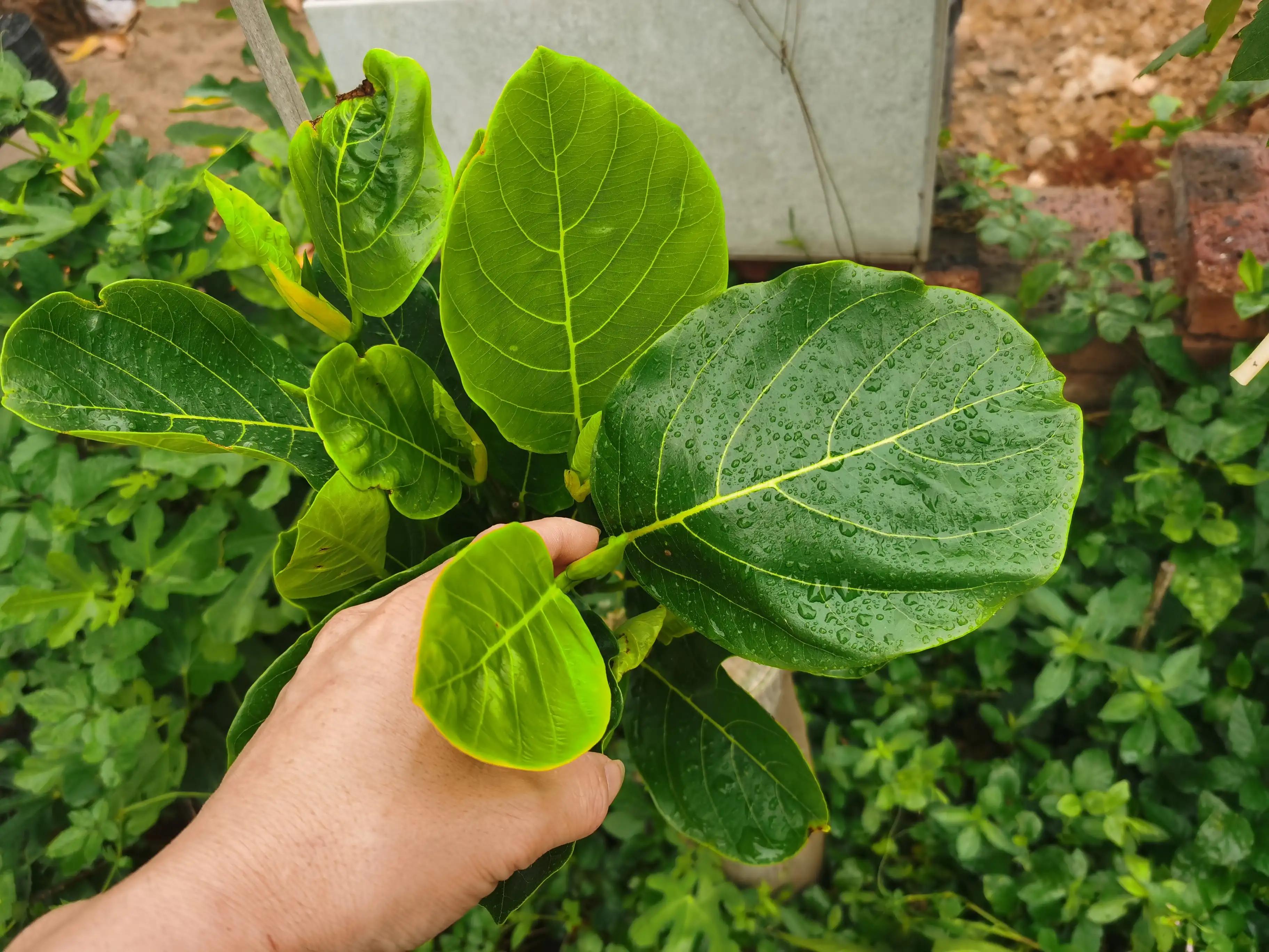 万能的头条帮忙鉴定一下菠萝蜜是哪个品种