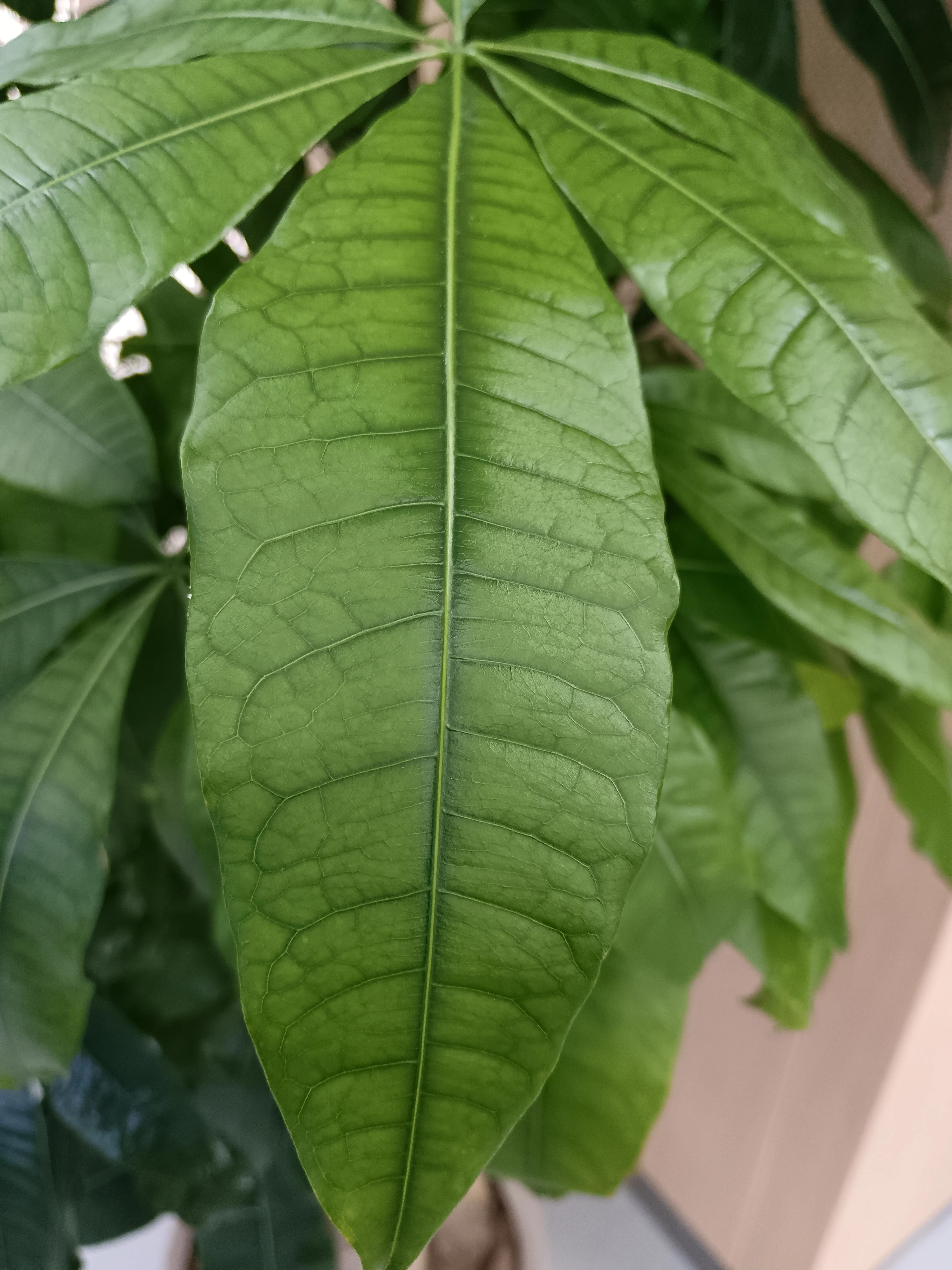 荣耀x50i拍照续航游戏测评,荣耀x50i像素好吗