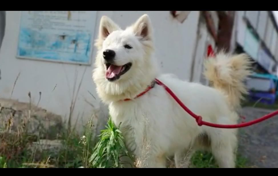 萨摩耶被虐待,萨摩耶被虐待后续