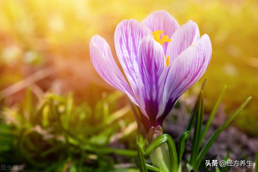 急则治其标缓则治其本出处,急则治其表缓则治其本