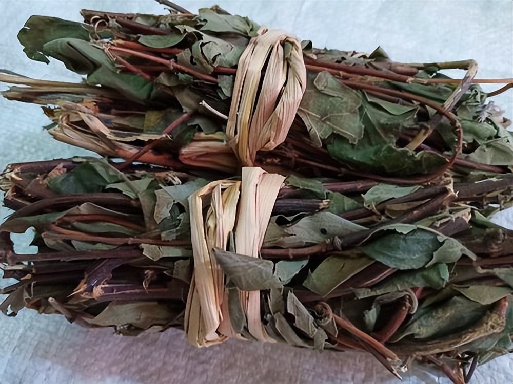 金银花与忍冬藤有什么不同之处,金银花老藤药用