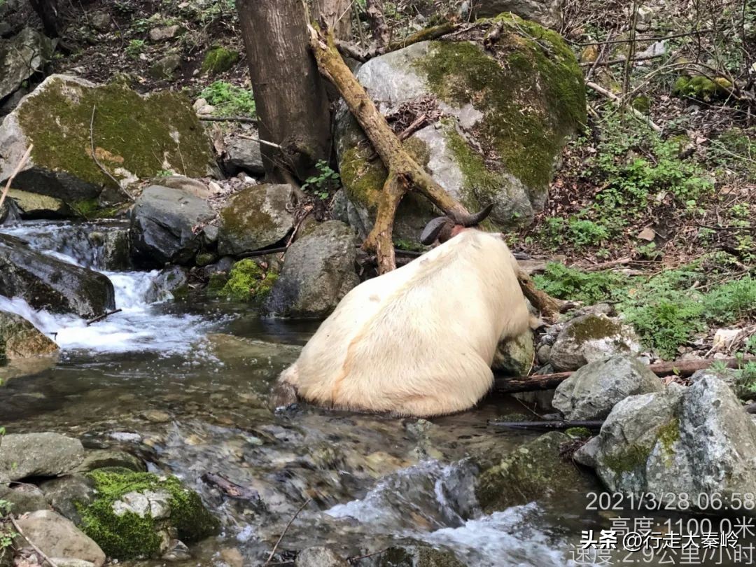 首阳山穿越大坪梁景色怎么样,大坪梁穿越到首阳山攻略