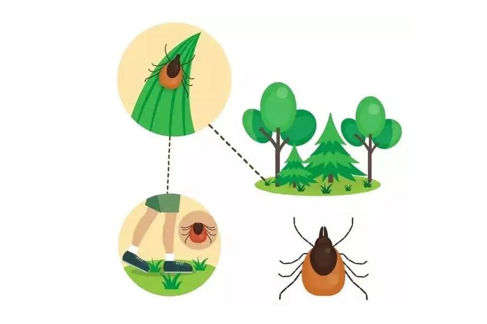 蜱虫会整个钻入身体吗,吸血蜱虫究竟有多可怕