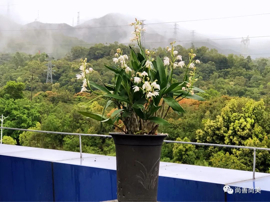 香水石斛兰花怎么养,家养香水石斛为什么不开花