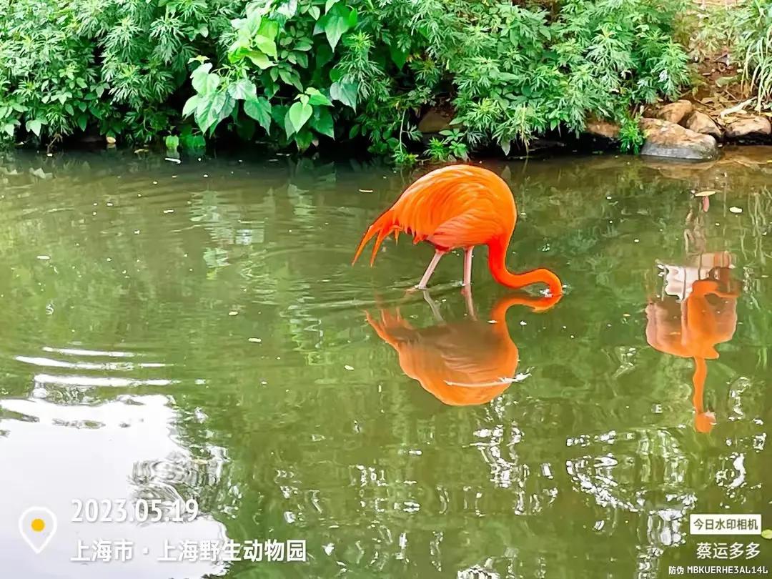 上海野生动物园和上海动物园,上海野生动物园过年营业时间