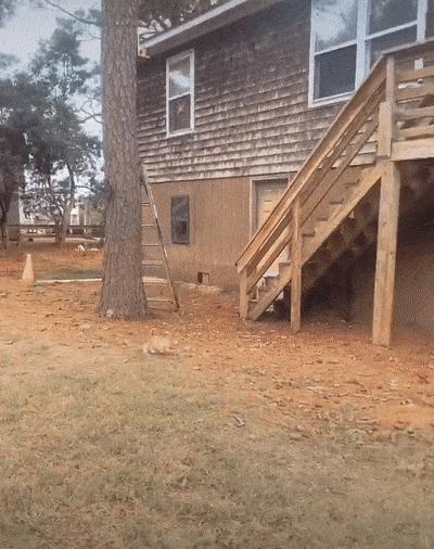 捡来的小橘把狗当妈妈,开始逐渐狗化,一起拆家、听指令、游泳…