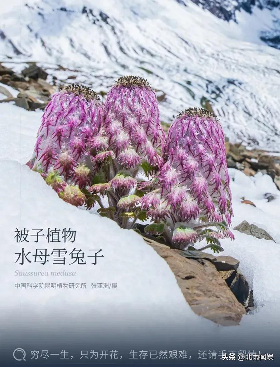主播采摘二级保护植物“水母雪兔子”，研究员：样本都舍不得摘