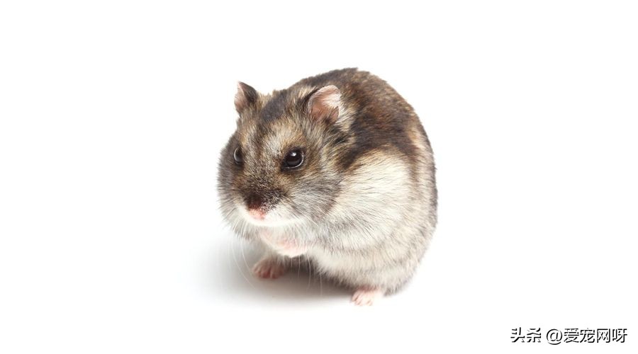 仓鼠品种大全及图片,仓鼠哪些品种不咬人