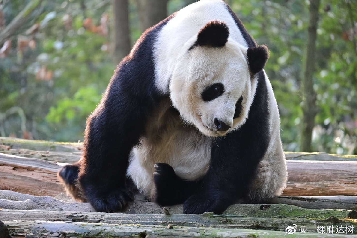 不高的高高和他不白的老婆白云——91年出生的童颜女神大熊猫白云