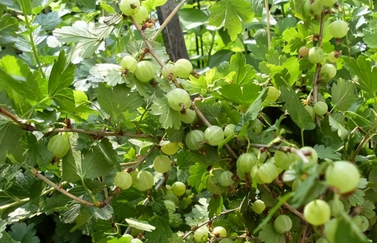 类似灯笼果的植物果实,灯笼果是什么水果品种