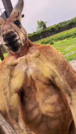 搞笑gif动图素材,搞笑gif动图哪里找素材