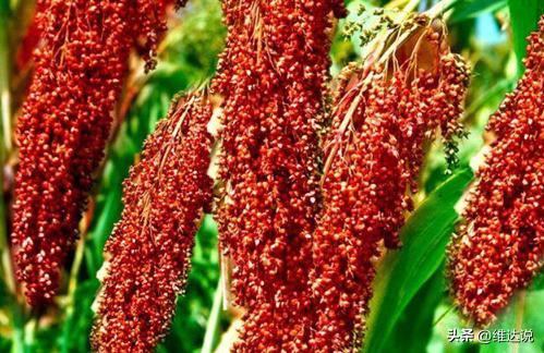 茅台越醇越香,茅台酱香经典新酒放几年会好喝