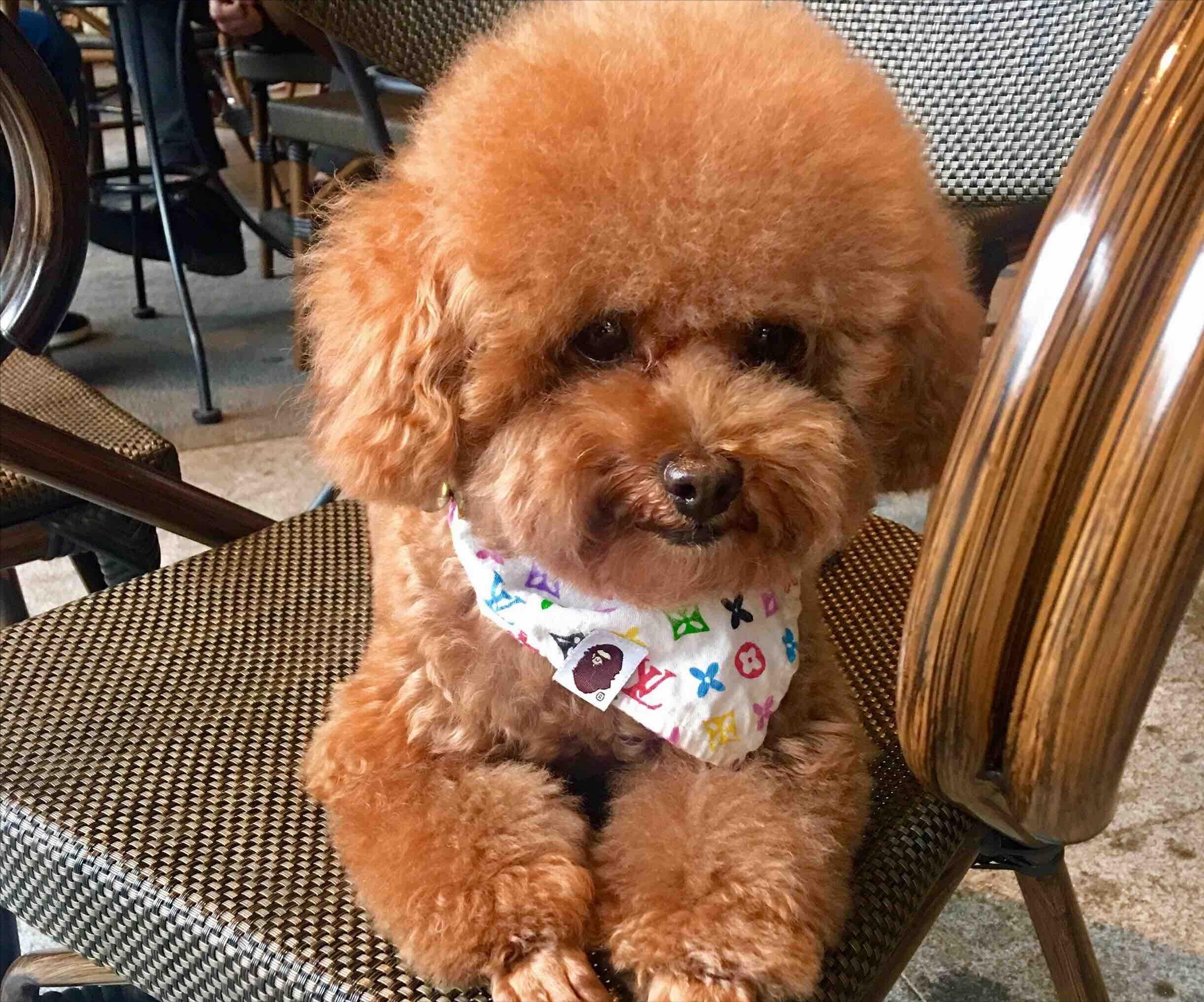 100天后会被扔掉的狗,越养越不对劲的野兽