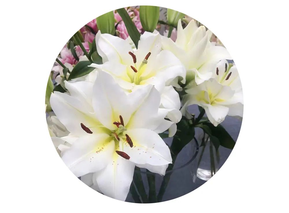 最美邂逅：百合博览园里美不胜收的名贵之花