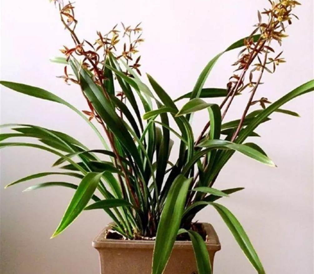 海山翻唱和平与爱,海山朗诵