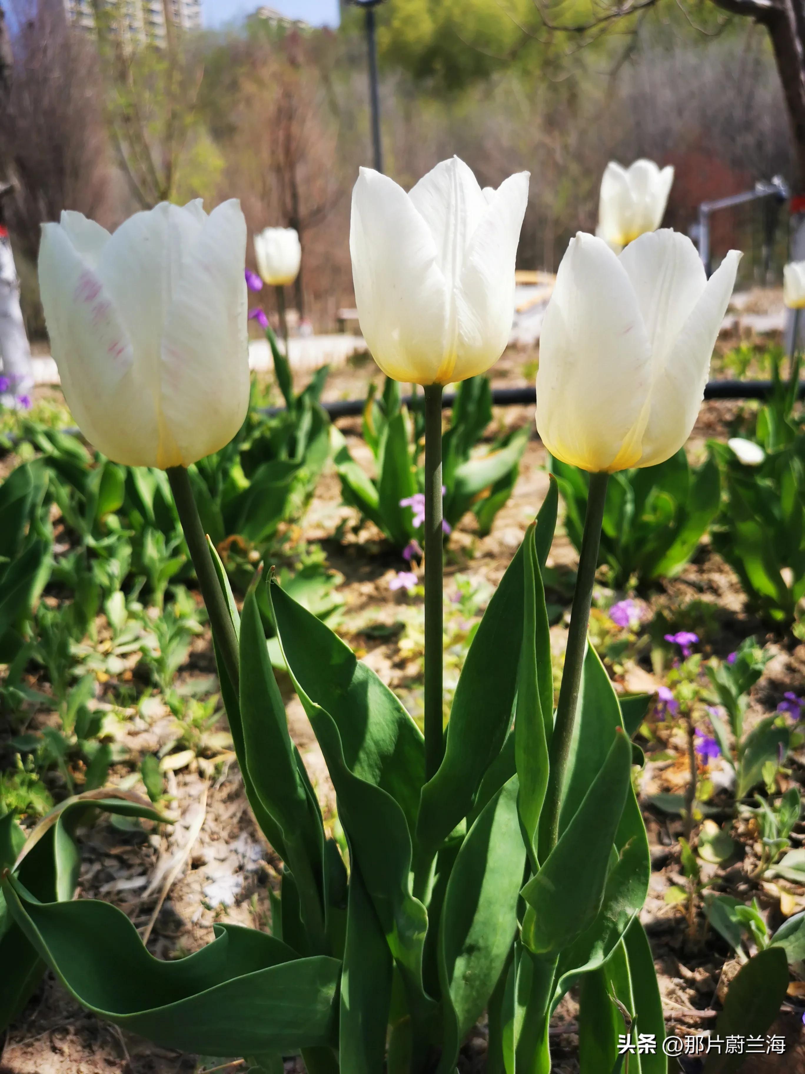 郁金香的花语最浪漫的,郁金香浪漫花语