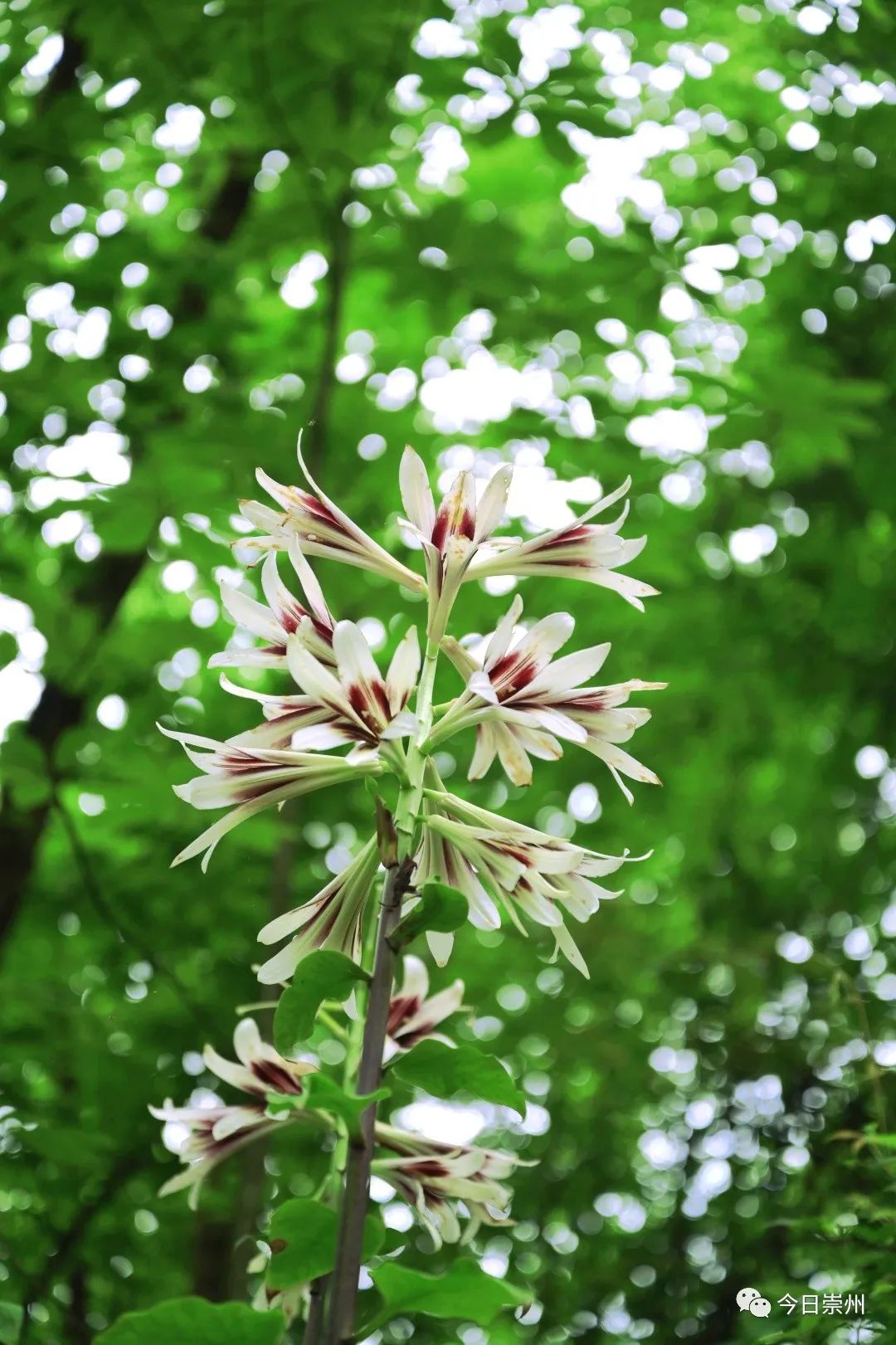 崇州山里的野百合图片,成都大邑野百合花海美景图