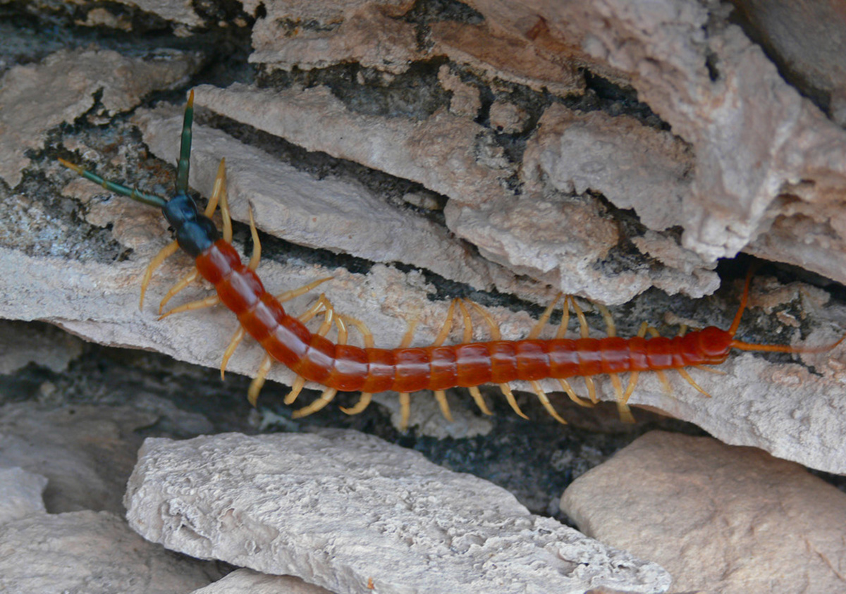 让人避而远之的蜈蚣，为啥害怕鸡？为啥鸡吃了蜈蚣，不会被毒死？