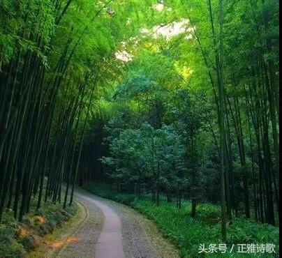 竹五绝诗,古诗五绝竹