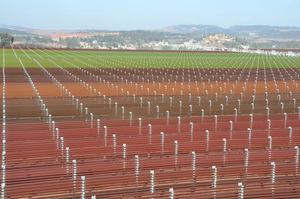 bgg基因虾青素,bgg虾青素