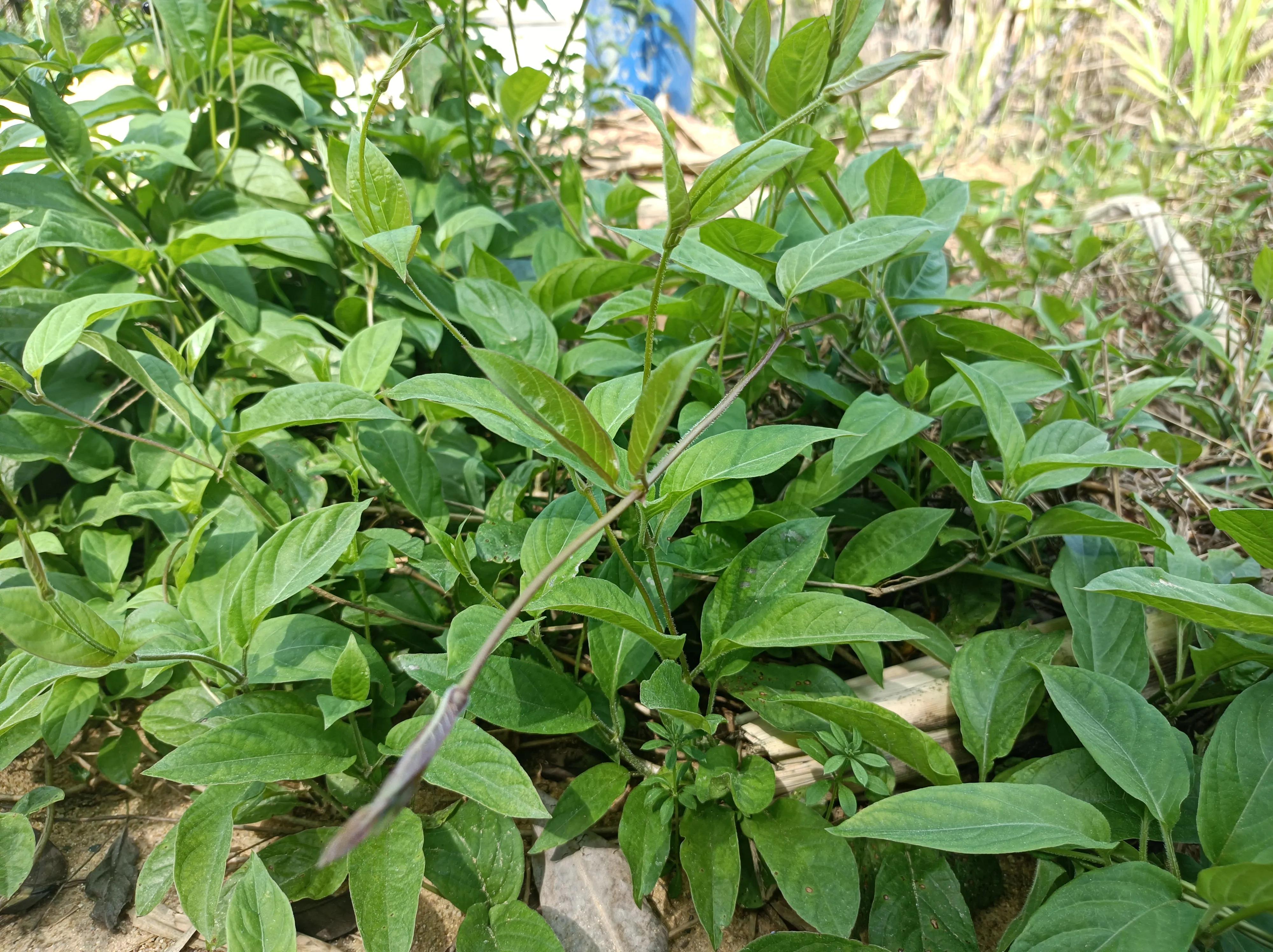 闻着臭却好吃的东西,闻着自己有臭鸡蛋的味道是啥原因
